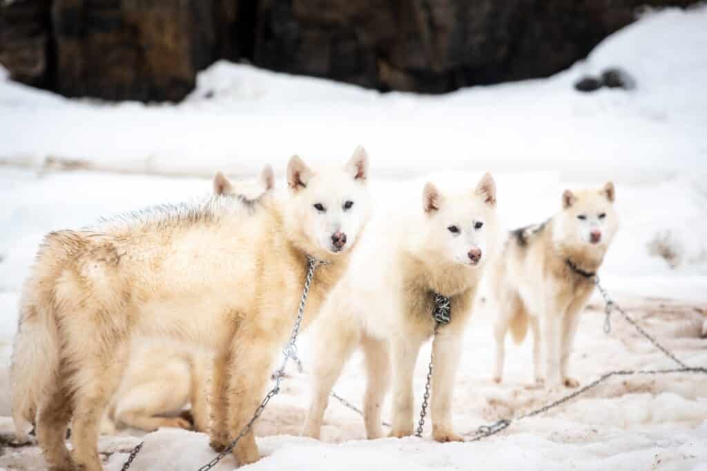 Greenlandic sled dogs waiting to go to work in Tasiilaq in East Greenland