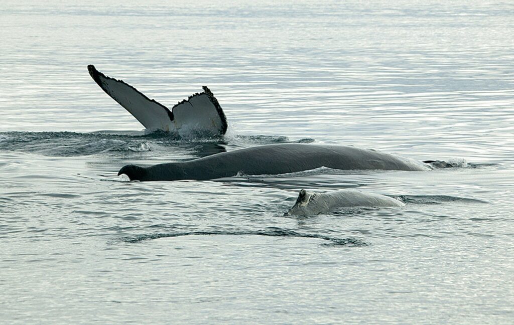 A group of humpback whales diving down