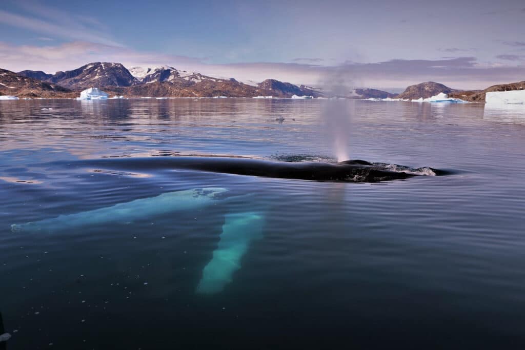 Half submerged whale on a Whale watching tour out of Tasiilaq - summer - Guide to Greenland
