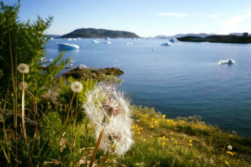 Flowers in Narsaq