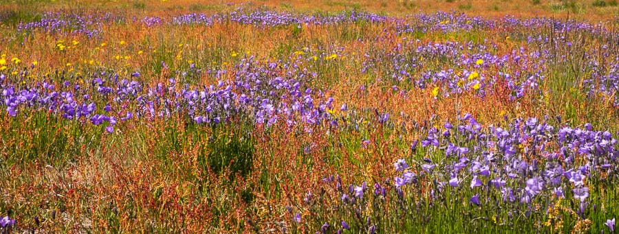 Purple flowers in South Greenland