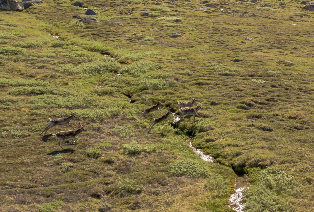4 adults and 2 young reindeers, running as fast as they can!