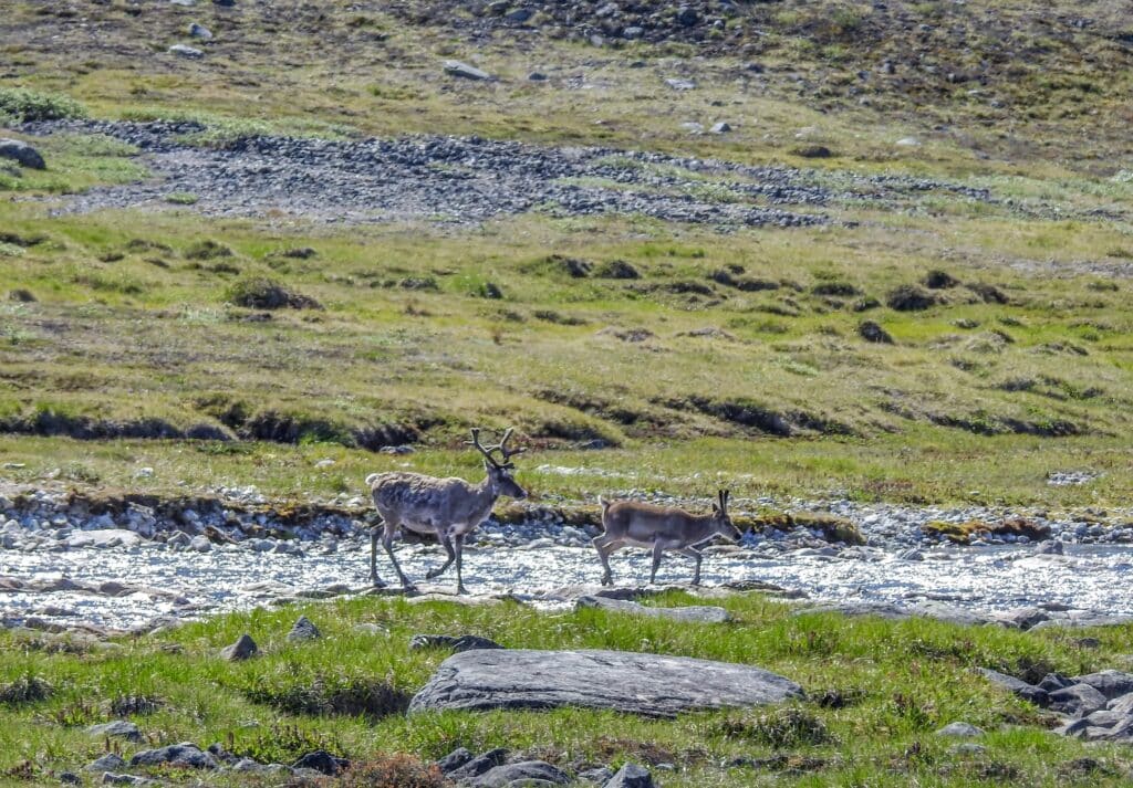 Two reindeers running in the wild