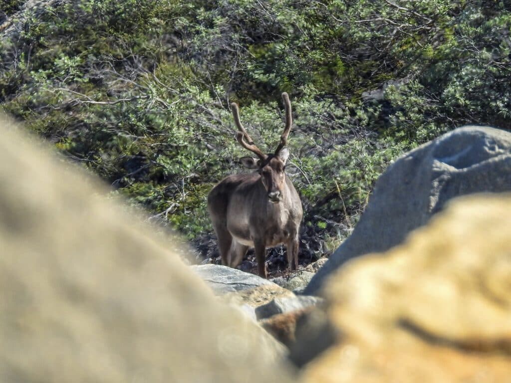 Reindeer coming towards hikers taking a picture