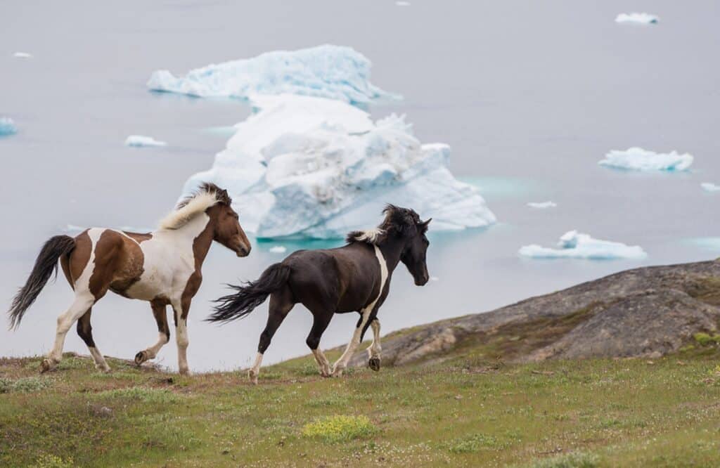 Beautiful horses running free with the icefjord in the background