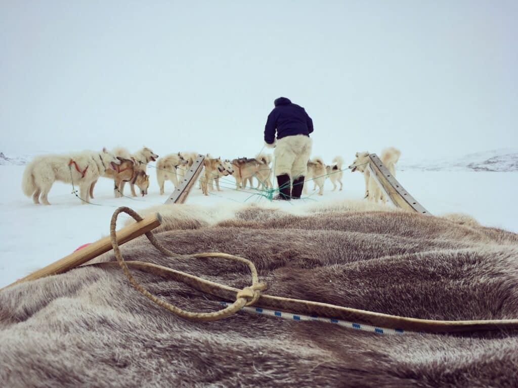 Musher with his dogs