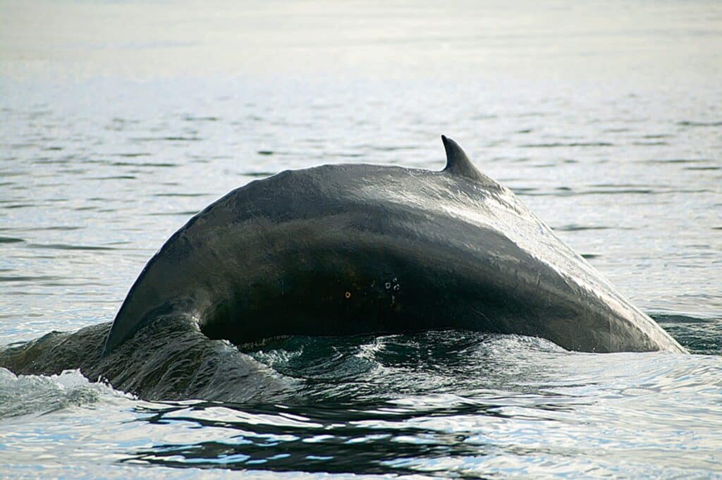 A humpback whale diving down
