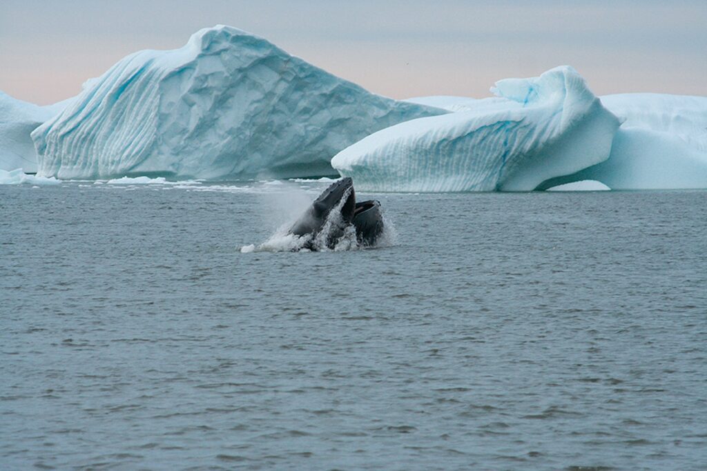 A jumping humpback whale