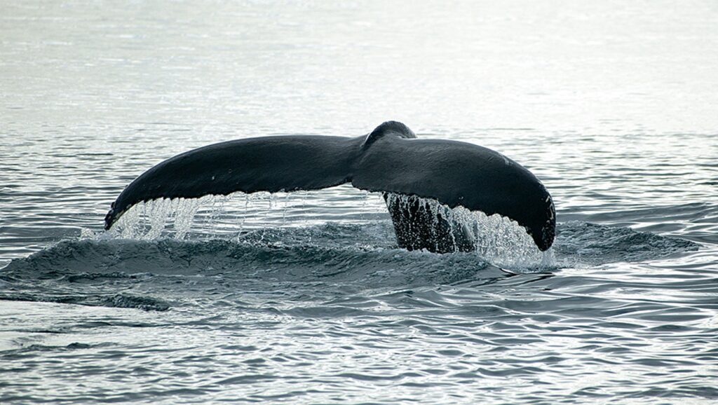 The beautiful tale of a humpback whale diving down
