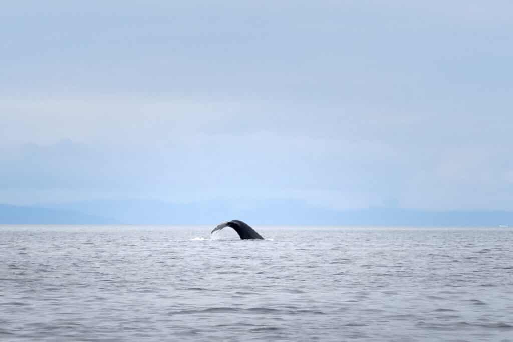 Humpback whale tale on a whale watching tour out of Aasiaat