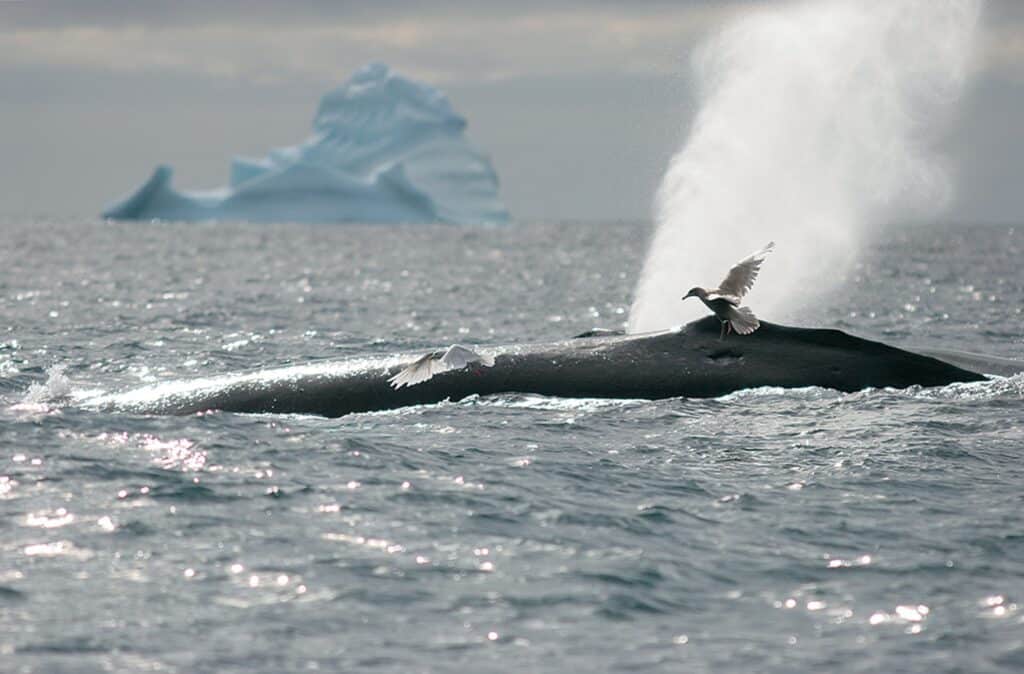 Humpback whale coming up for a breath, birds flying around near the surface of the water