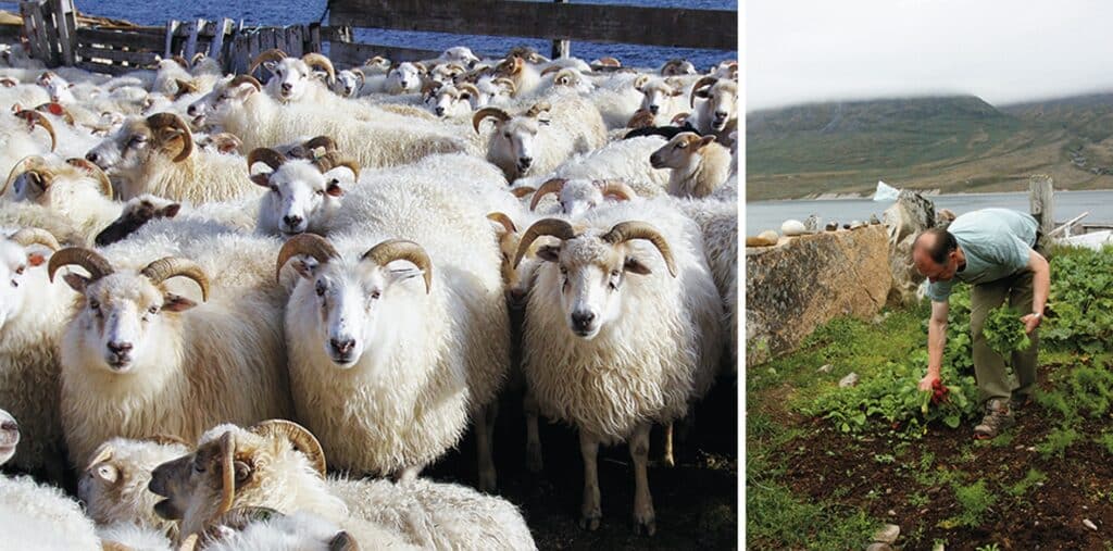 Man doing garden work and a herd of sheep