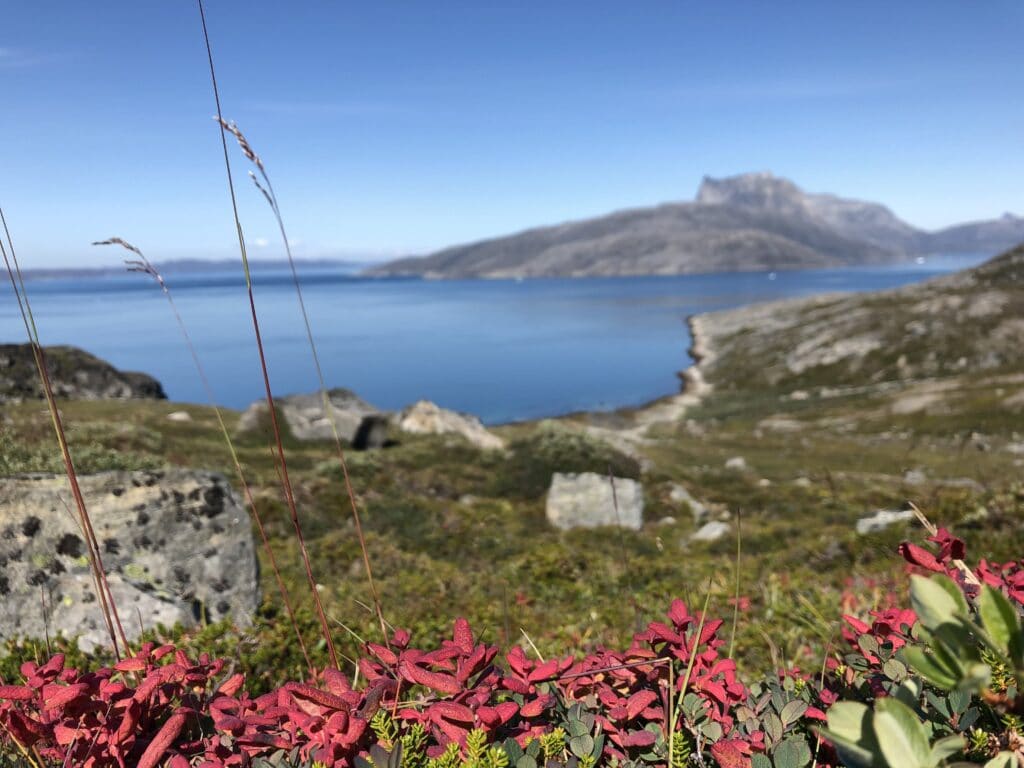 Flowers and Sermitsiaq Mountain