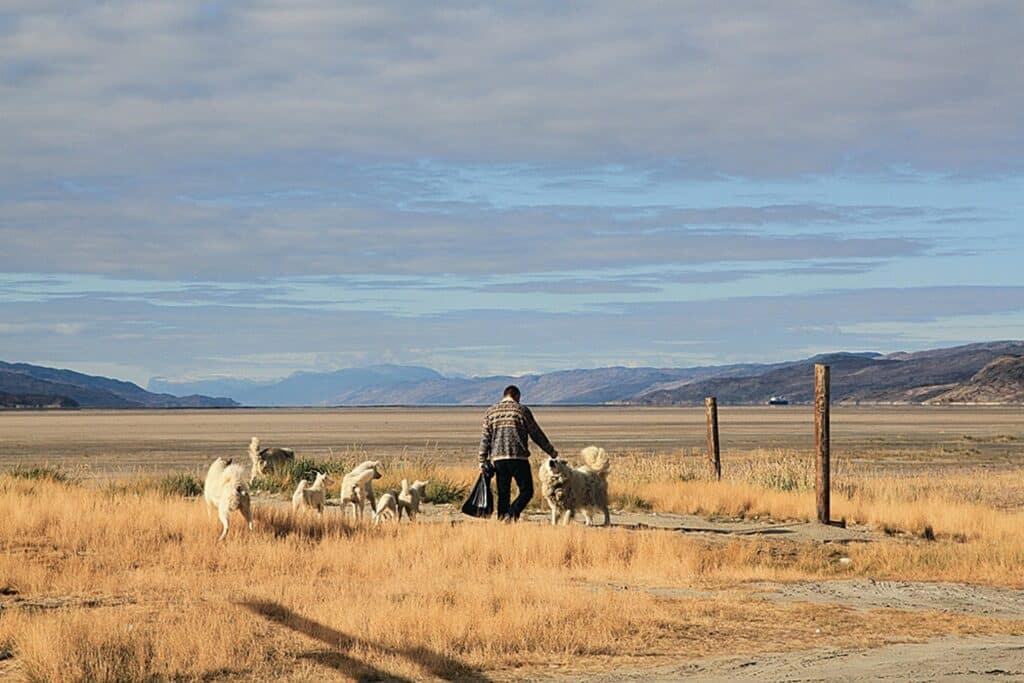 Local man saying hi to sled dogs in Kangerlussuaq