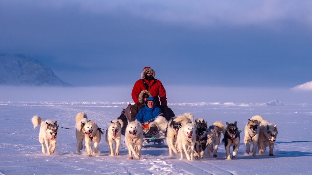 Dogsledding during winter