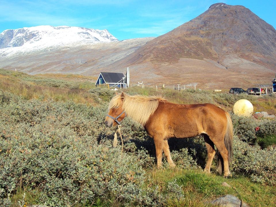 Horse in Narsaq