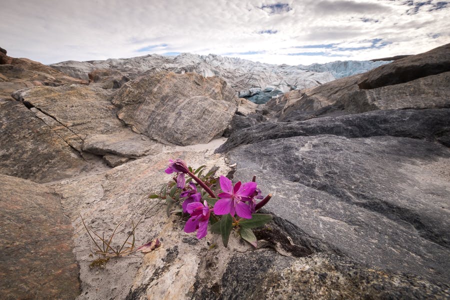 A Niviarsiaq plant growing in a small foothold in the rocks in front of the Russell Glacier near Kangerlussuaq