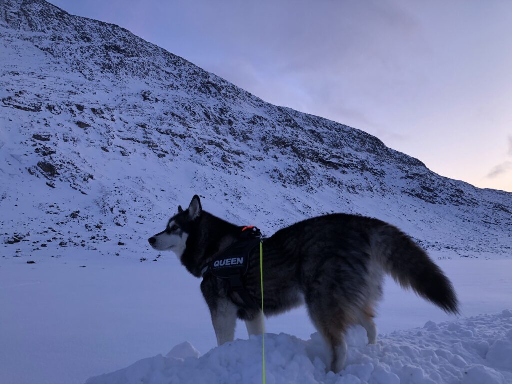Sleddog