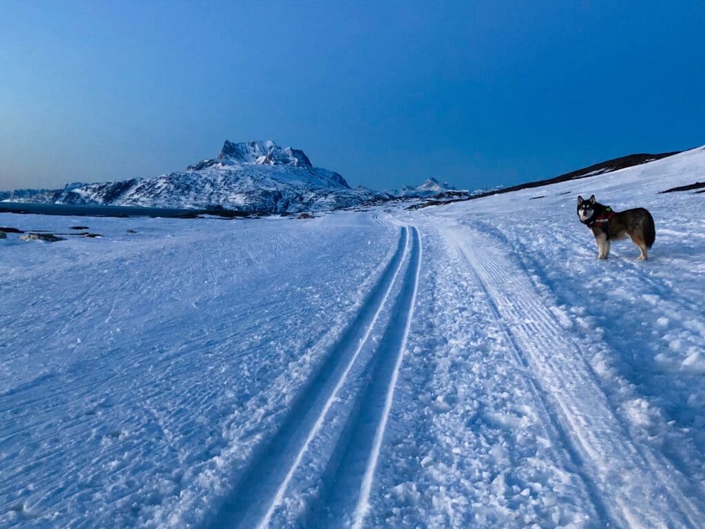 Dog at cross-country skiing trail
