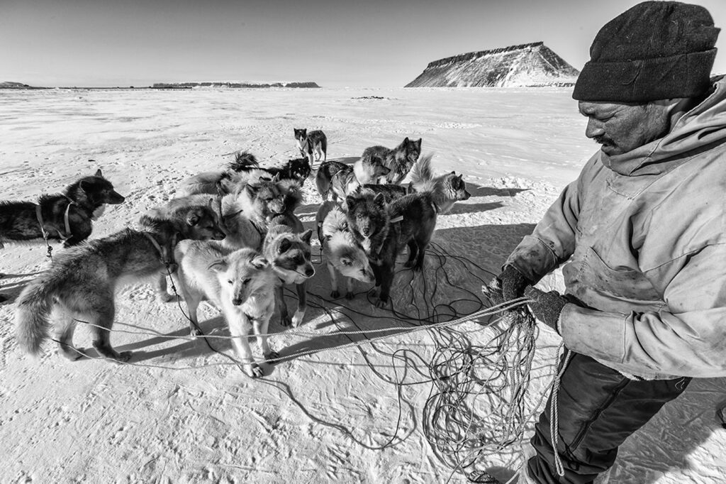 Musher getting the sled dogs ready