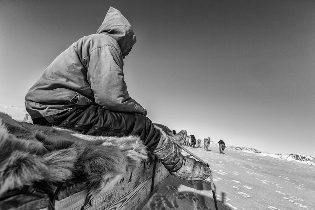 Musher sitting on dogsled looking at his sled dogs