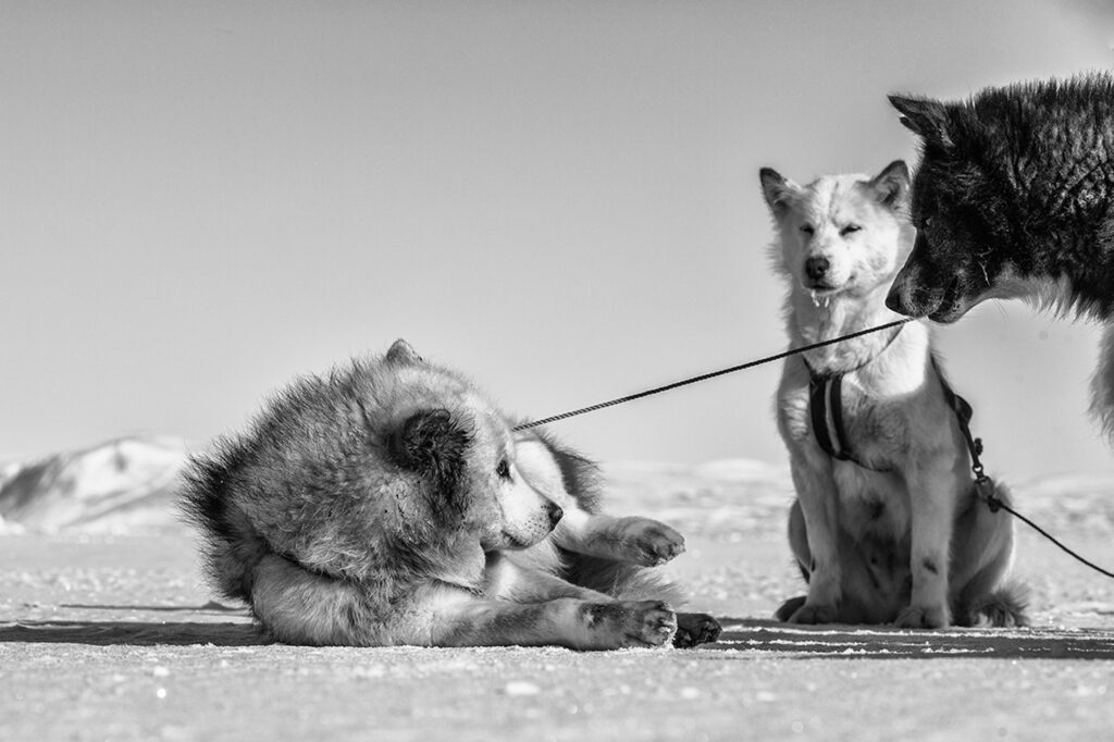 Cute sled dogs playing on the sea ice