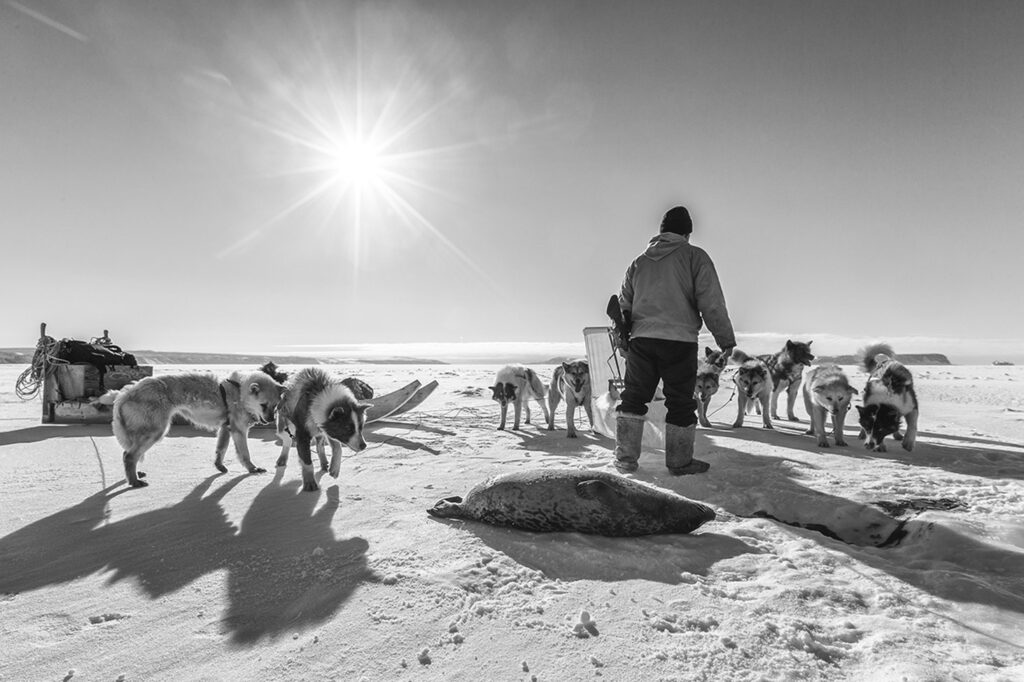 A greenlandic hunter standing in front of his prey, a seal. Hungry-looking sled dogs curiously surround the seal