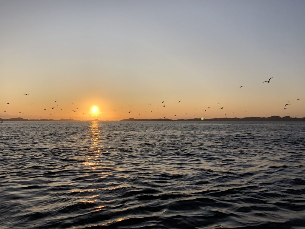 Sunset and birds