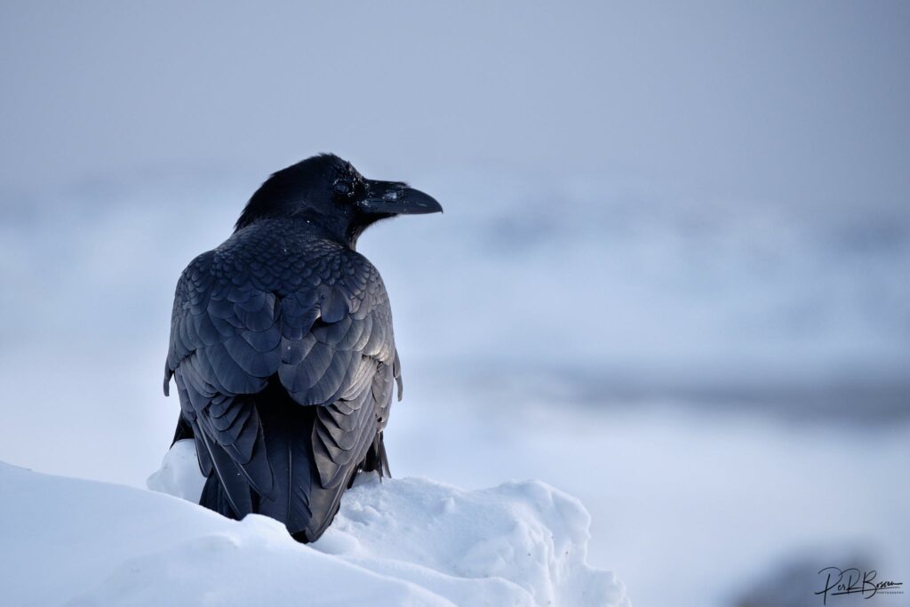 Raven sitting in the snow