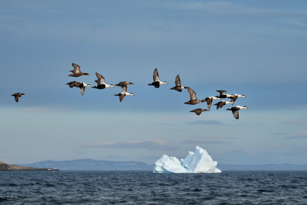 Birds flying over the water with an iceberg in the background