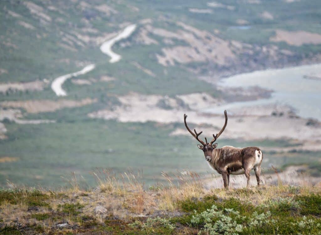Reindeer in the mountains in Greenland
