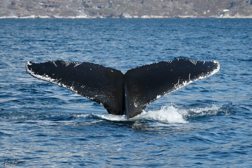 Catching a glimpse of a whale tale