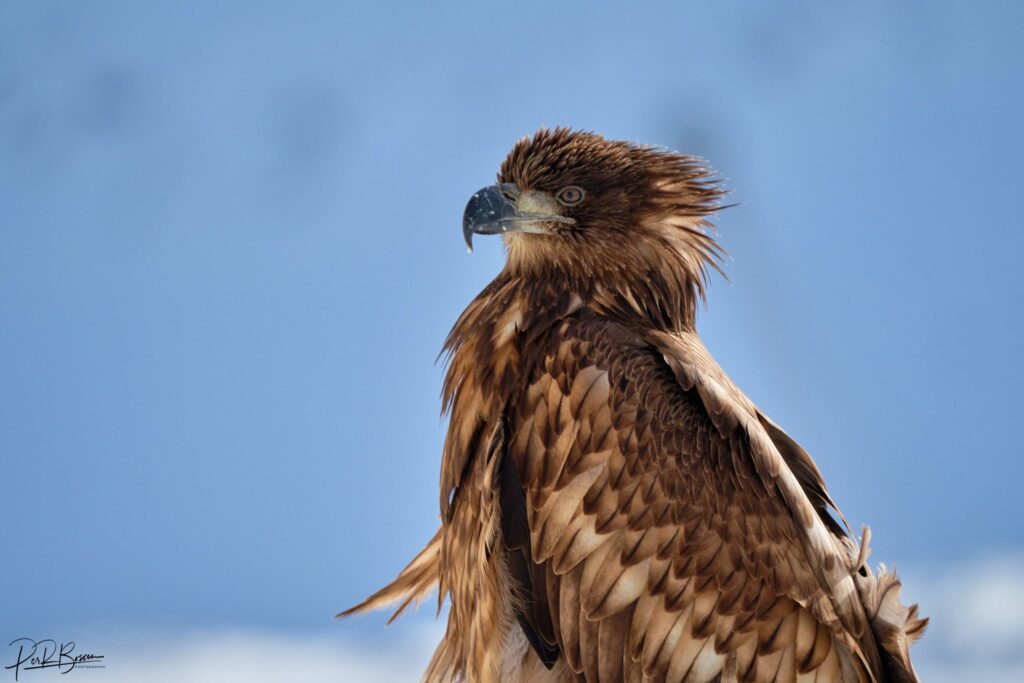 The greenlandic eagle