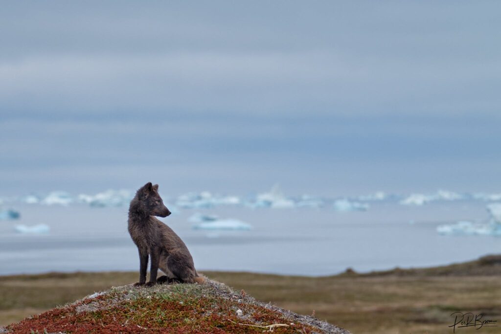 Dog sitting in front of the icefjord