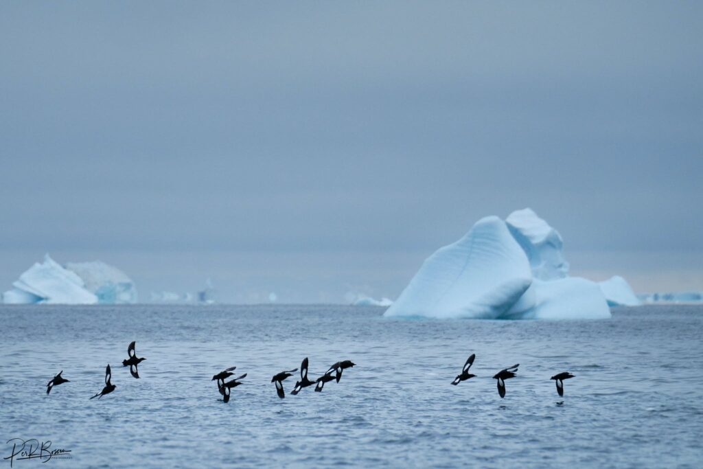 Birds flying over the water with icebergs in the background