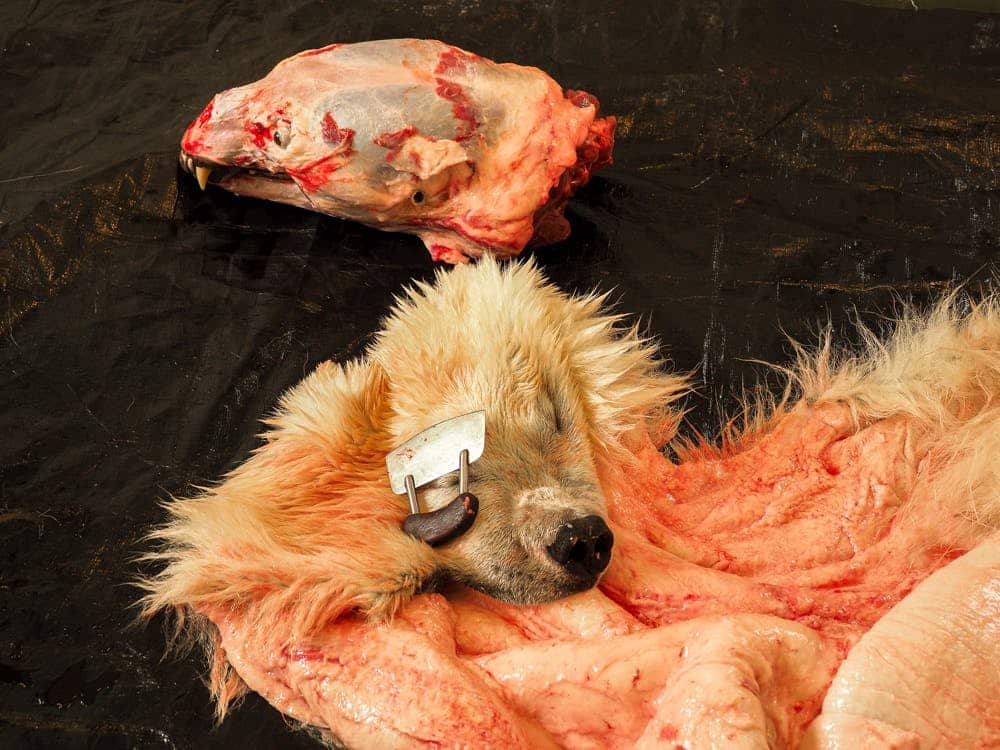 Close up of the skin of a dead polar bear