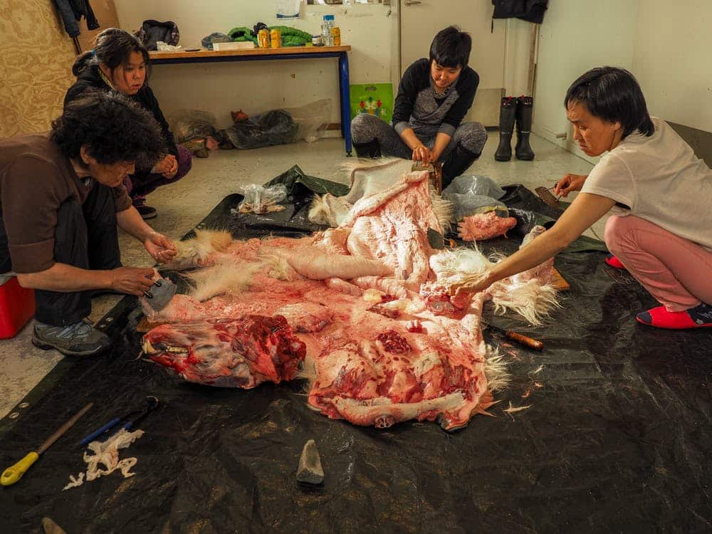 Four women working on the skin of a polar bear