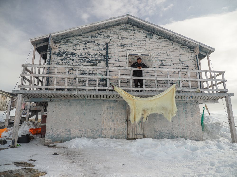 Polar bear skin drying off