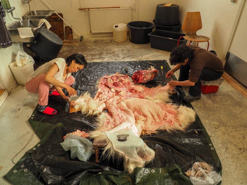 Women working on the skin of a dead polar bear