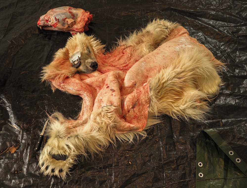 The skin of a dead polar bear