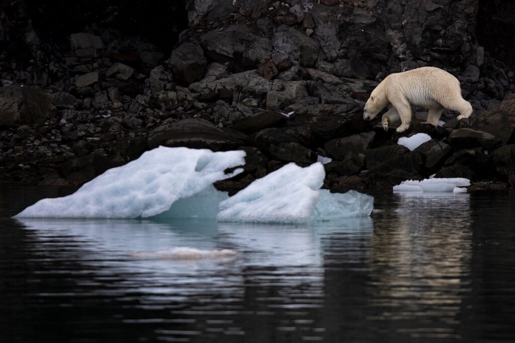 Polar bear walking at the food of the mountain