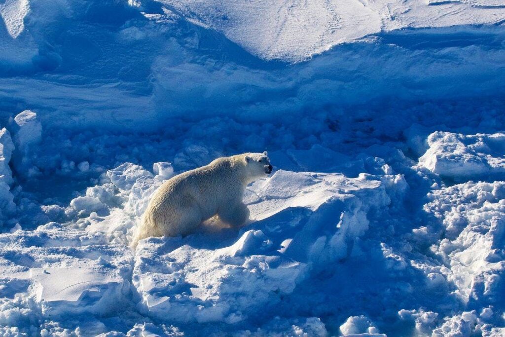 Polar bear having fun in the snow