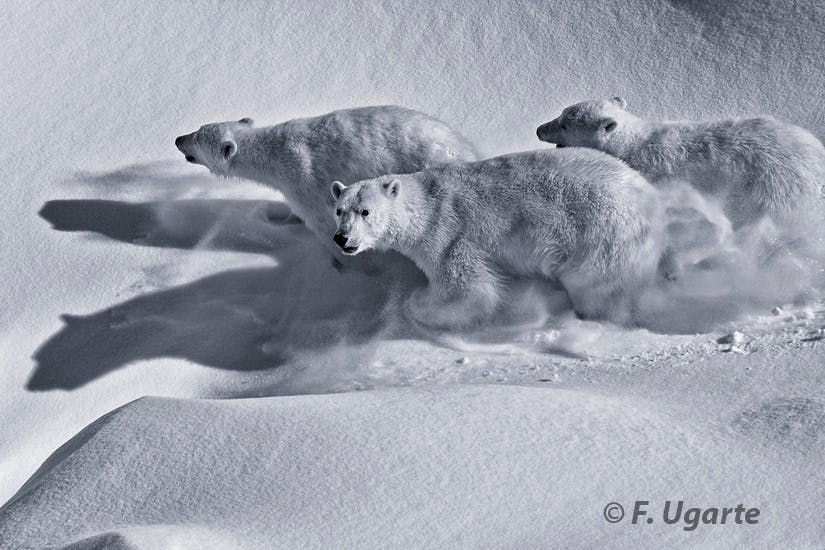 Polar bears walking in the snow