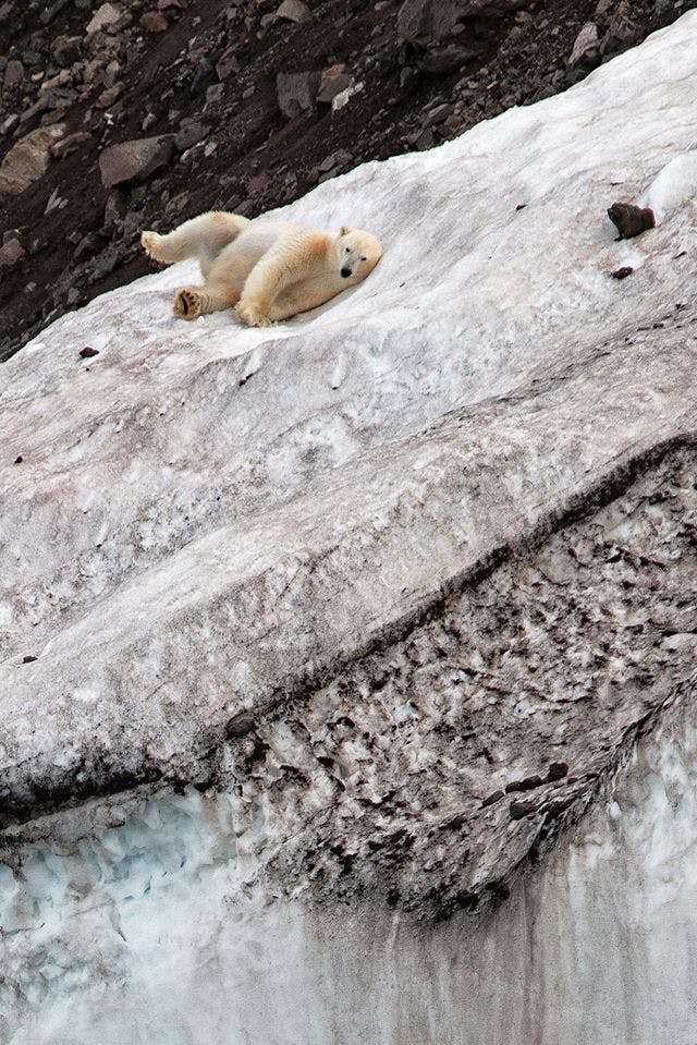 Polar bear playing on the ice