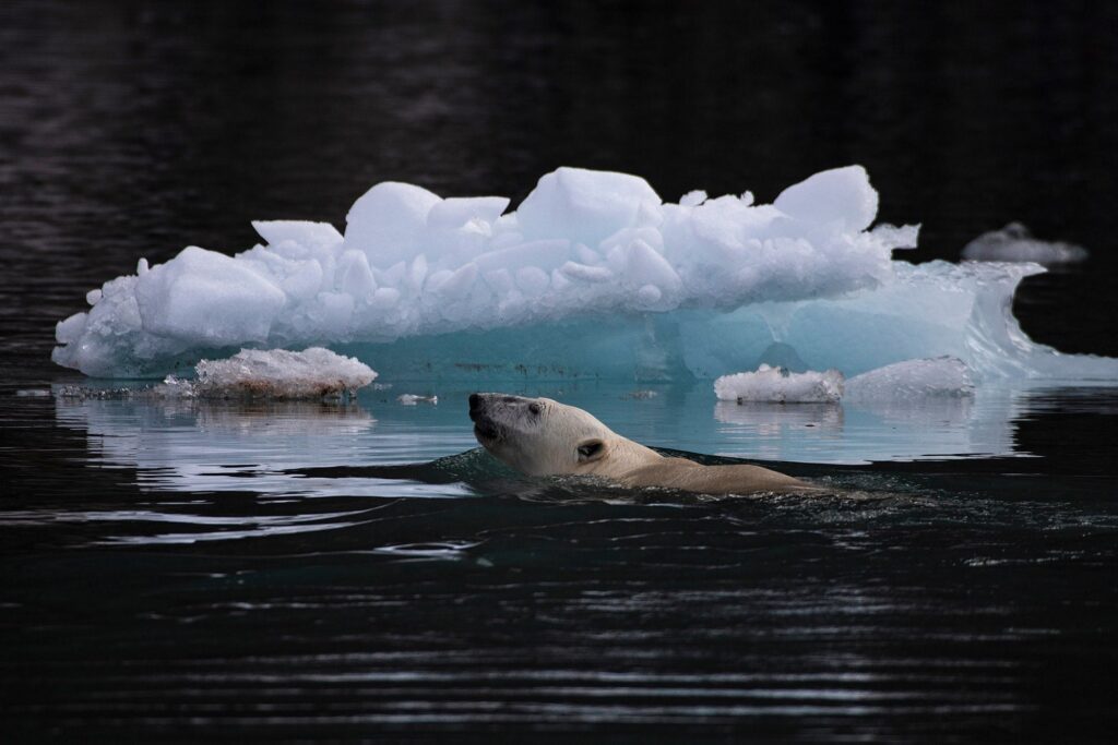Polar bear swimming