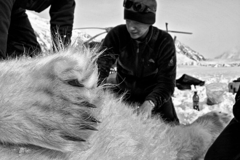 Dead Polar bear
