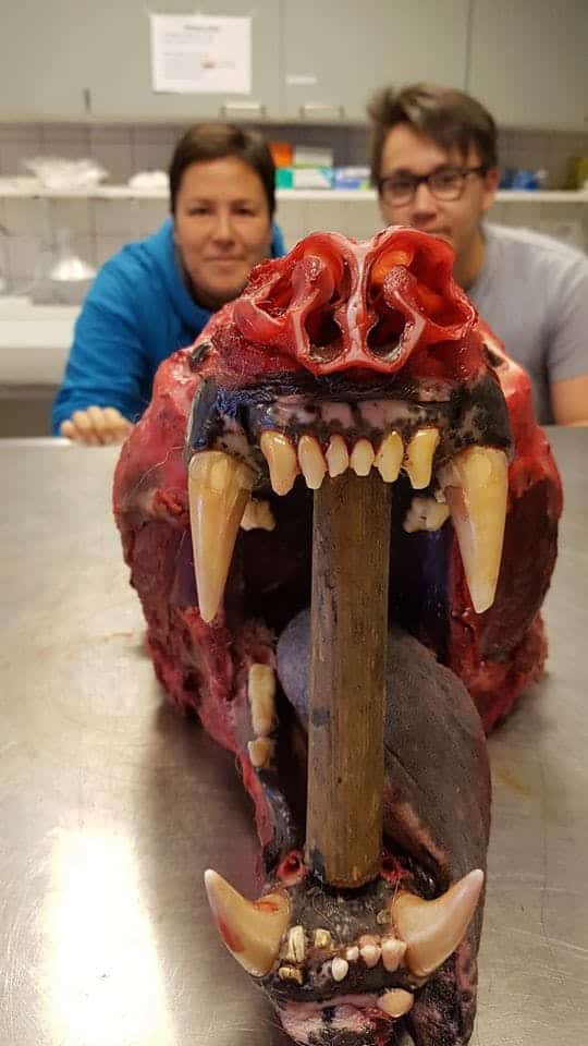 Mouth of a dead polar bear