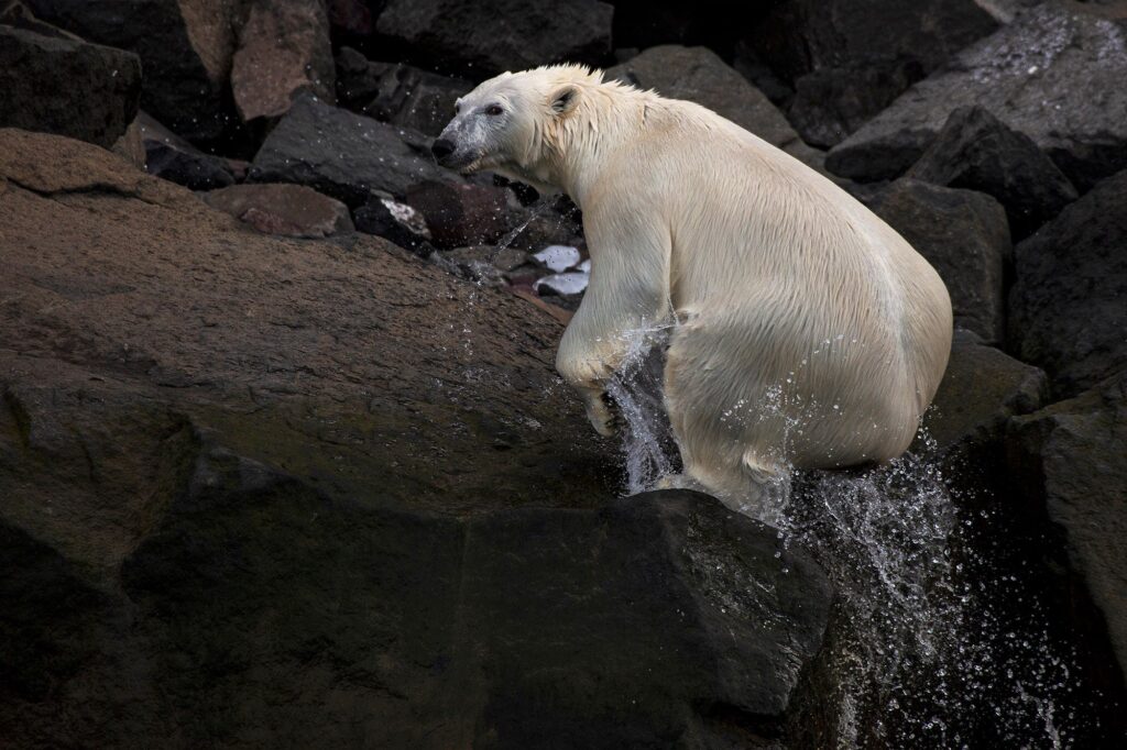 Polar bear climbing