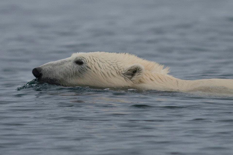 Polar bear having a swim