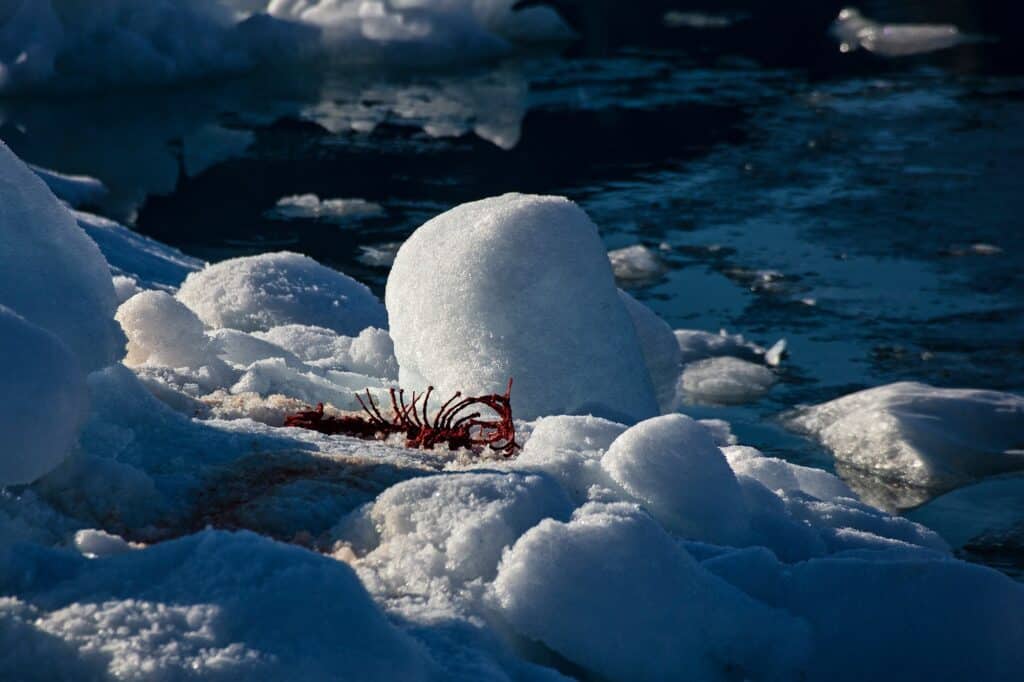 Blod from a polar bear visible in the snow
